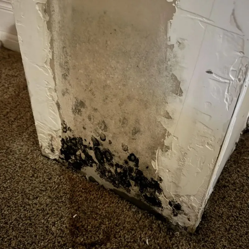 Professional Mold Removal in Clay County, FL